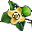 kaki-cicegi.png