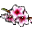 seftali-cicegi.png
